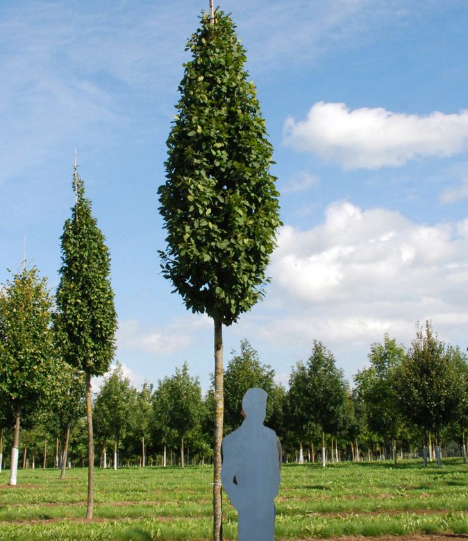 carpinus-betulus-s-ulen